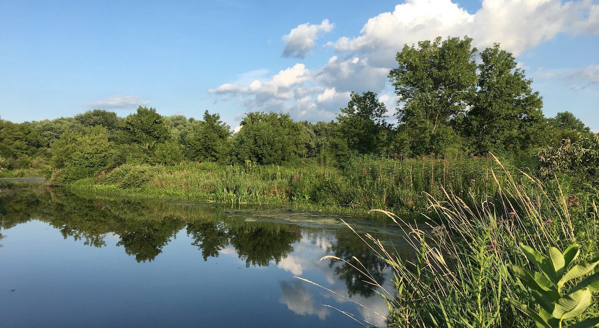 Image of water and trees